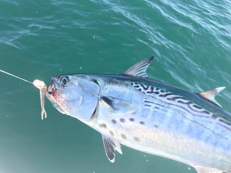 Pelican jig