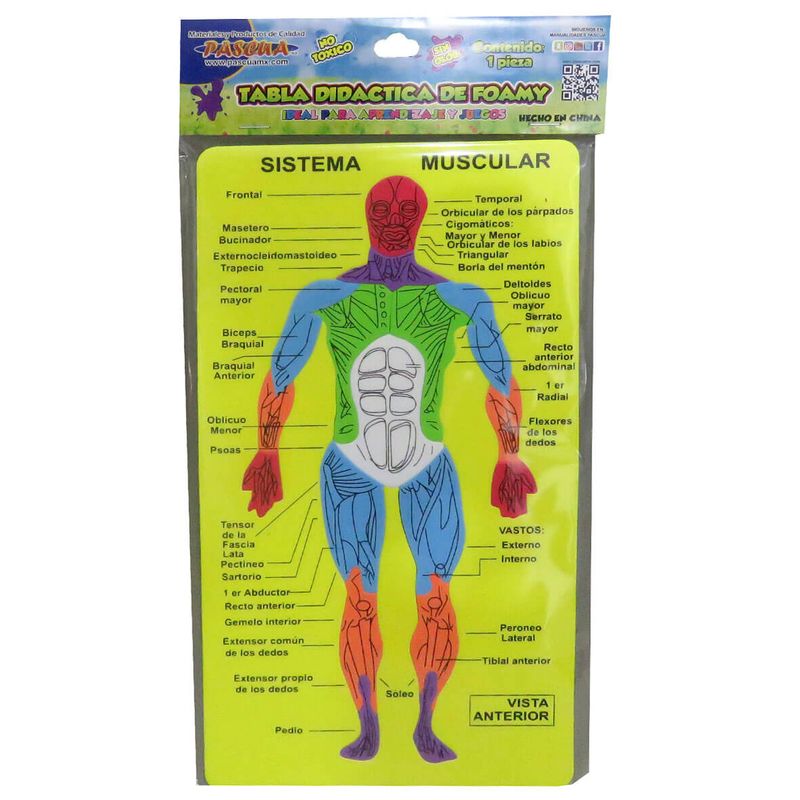 TABLA DIDÁCTICA  DE FOAMY SISTEMA MUSCULAR C/18 PZS
