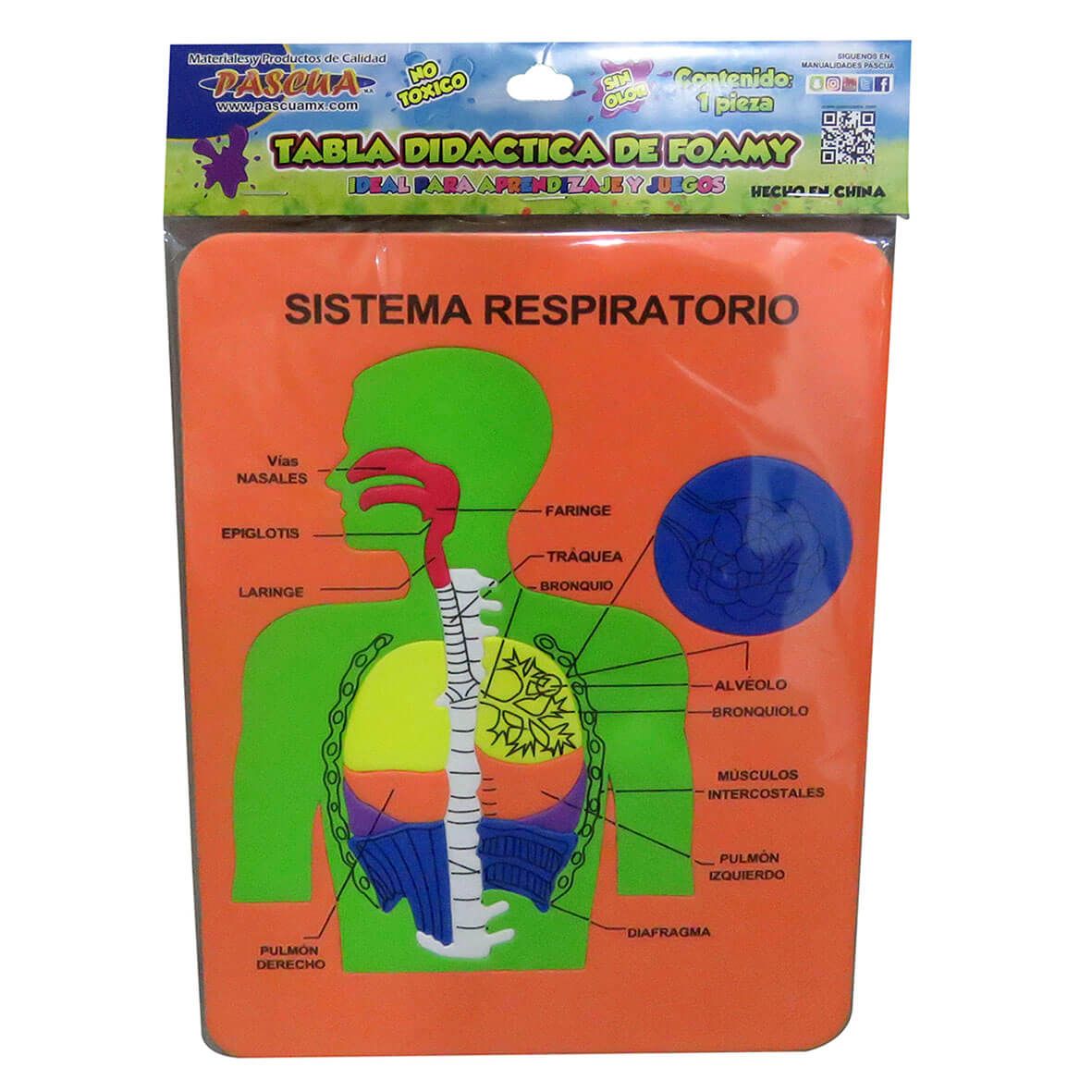 TABLA DIDÁCTICA  DE FOAMY SISTEMA RESPIRATORIO C/13 PZS