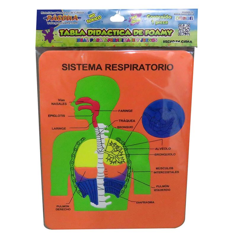 TABLA DIDÁCTICA  DE FOAMY SISTEMA RESPIRATORIO C/13 PZS