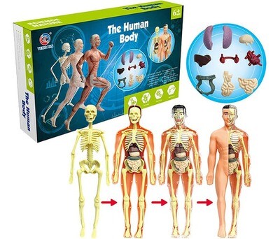 Juego Educativo Para Armar Cuerpo Humano Anatomía 28cm 