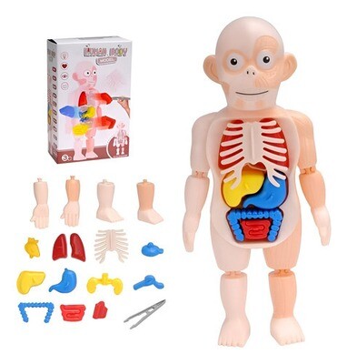 Anatomía Del Cuerpo Humano Juego Didáctico Infantil Biología
