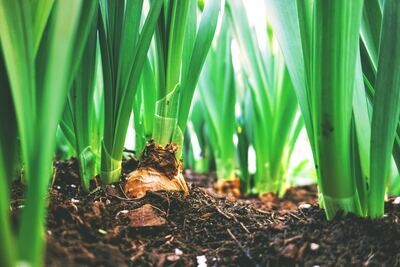 Food Grade Diatomaceous Earth