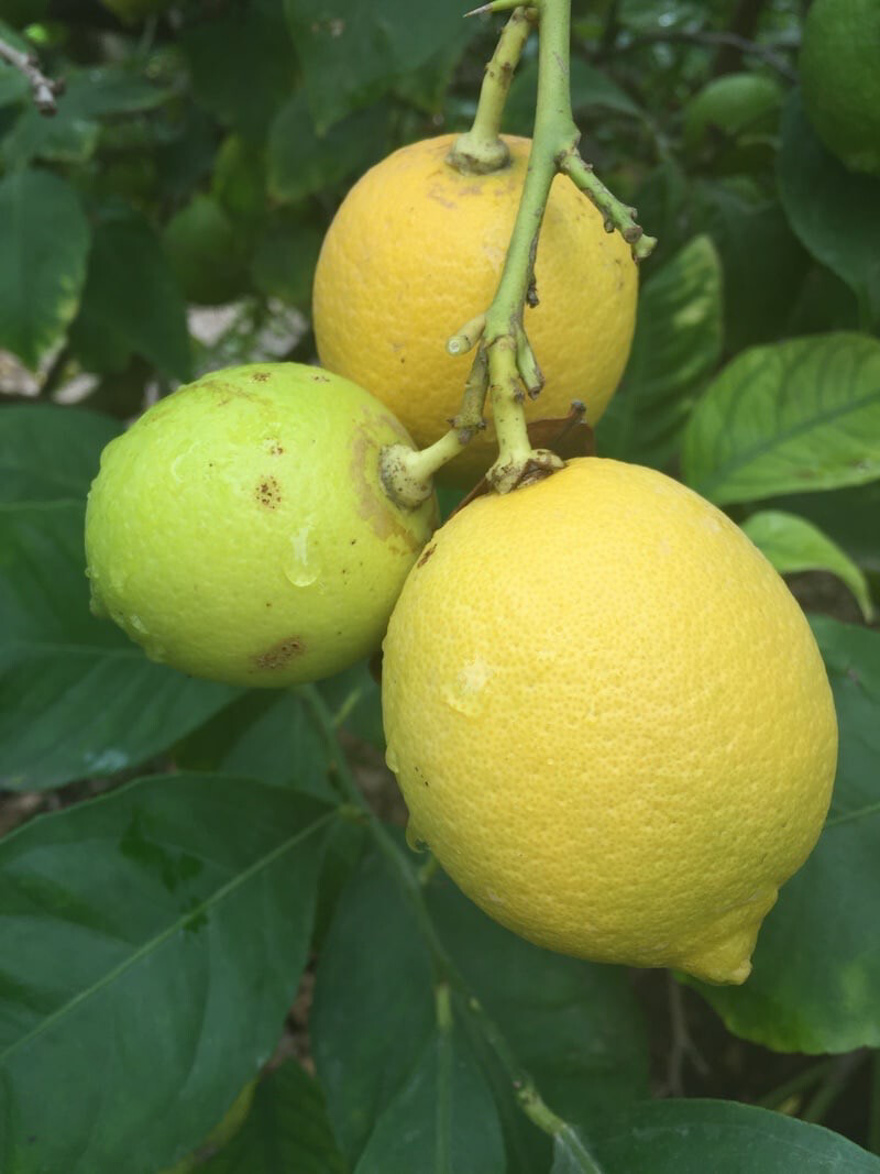 Lemon Citrus Limon Италия