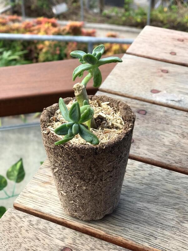 Eco Pot