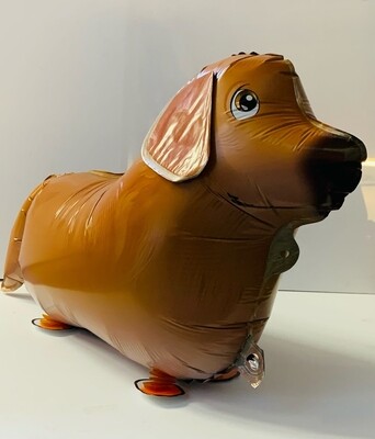 A Zee the Labrador
