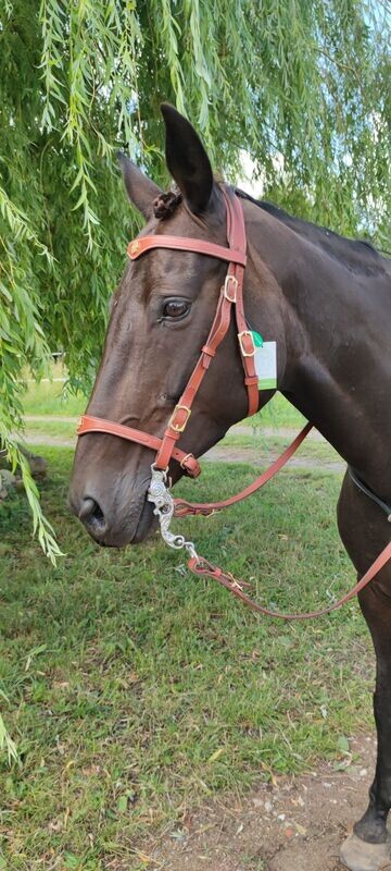 Trense Lusitania mit Messingbeschlägen von Marjomarn Trense Lusitania mit Messingbeschlägen von Marjomarn