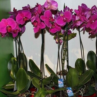 Nos Orchidées
