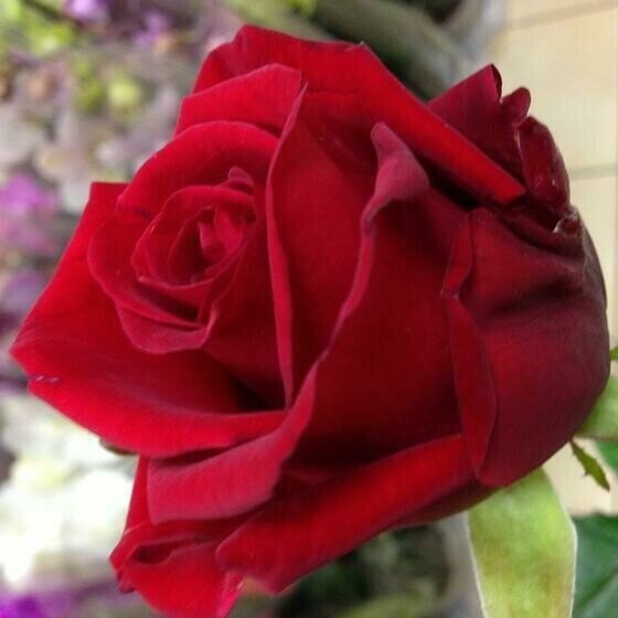 ROSE ROUGE