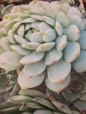 Journal/Notebook-Lined-Thin-Textured Cover 8.5 x6