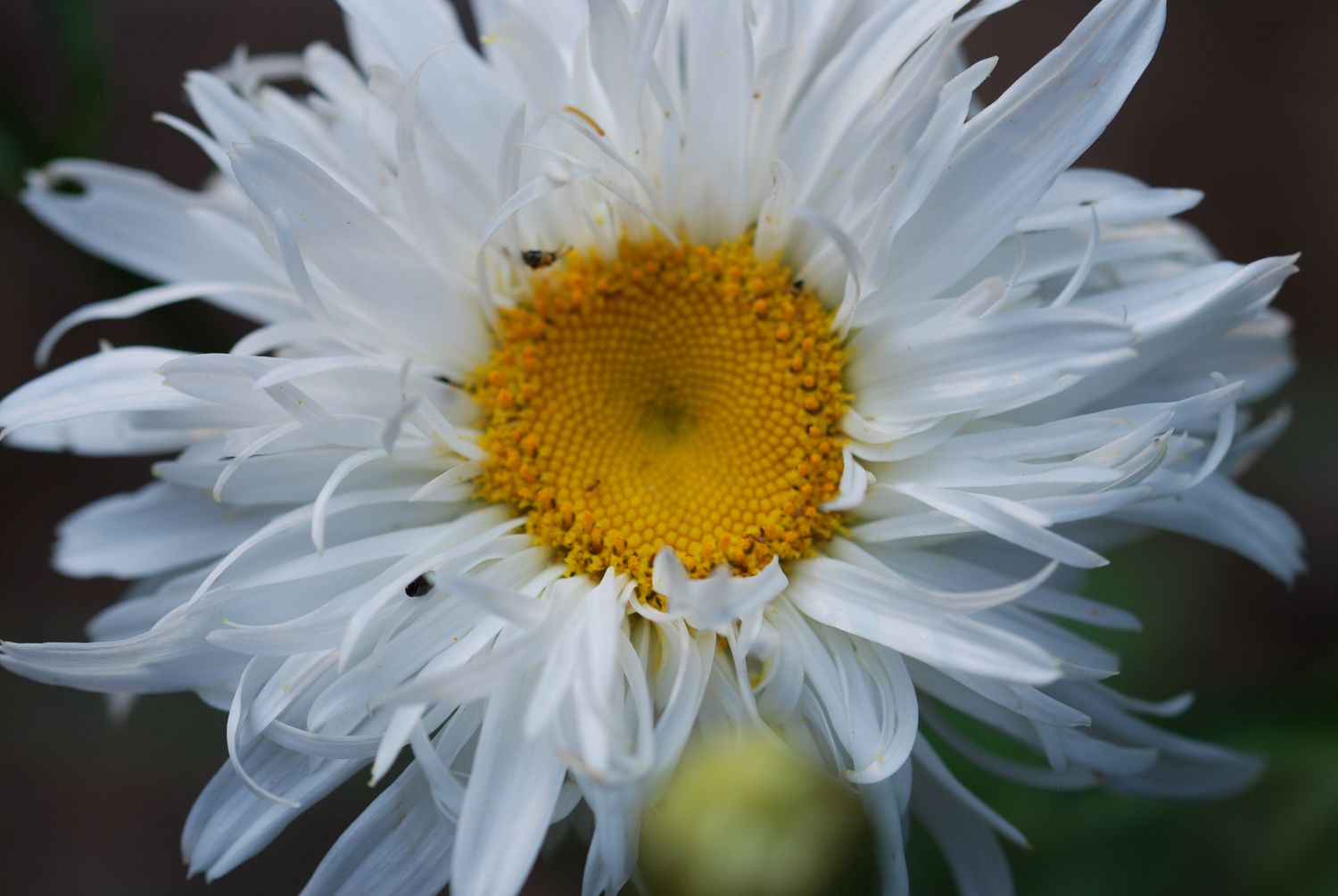 Soul Writing - An In-depth Look into all that you are .