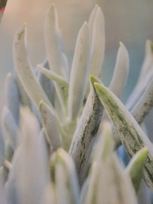 Journal/Notebook-Lined-Thin -Textured cover- 8.5 x6