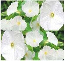 Pearly Gates Morning Glory Seed - Sound-Primed w/Humates - Min. 80 seeds/pkt - Ipomoea tricolor - Rare &amp; Magical - Pure White Blooms
