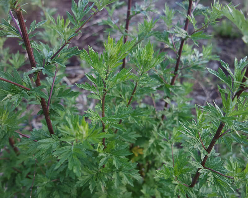 Mugwort Seed - Min. 60 seeds/packet - Artemisia vulgaris