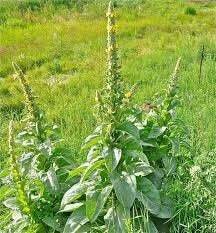 Mullein Seed - Min 100/pkt - Verbascum thapsus - Organic, Non-GMO, Untreated