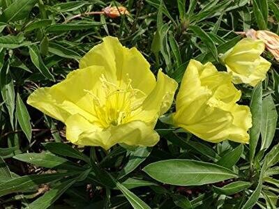 Evening Primrose Seed - min. 50+/pkt - Oenothera Biennis - Organic, Untreated, Non-GMO