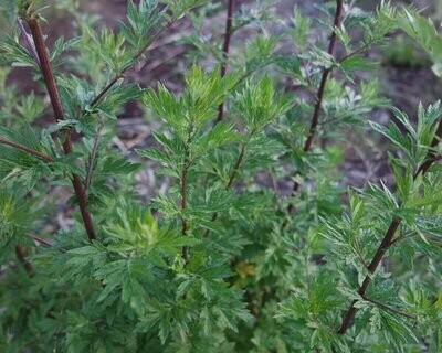 Mugwort Seed - Min. 60 seeds/packet - Artemisia vulgaris