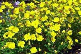 Evening Primrose Seed - min. 50+/pkt - Oenothera Biennis - Organic, Untreated, Non-GMO