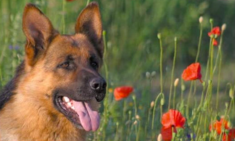 Toyrific 500 piece German Shepard puzzle