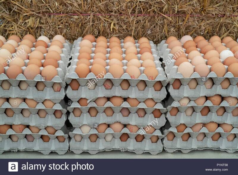 Eggs full tray