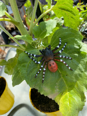 Ladybird Spider Collectible Figure Ladybird Spider Collectible Figure