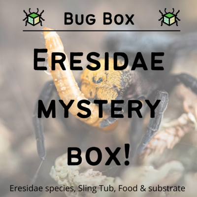 Eresidae Mystery Starter Box Eresidae Mystery Starter Box