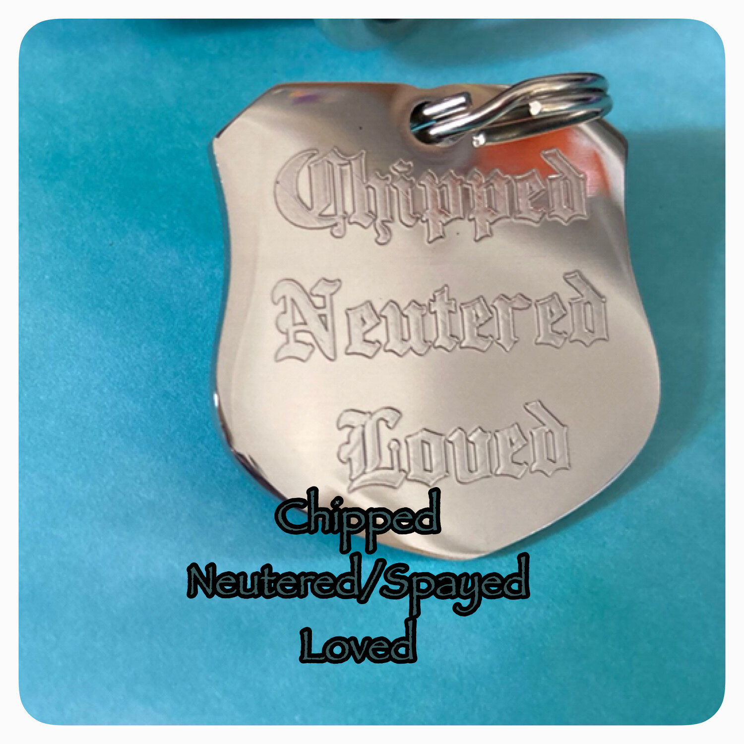 GOTHIC SHEILD - Polished Stainless Steel