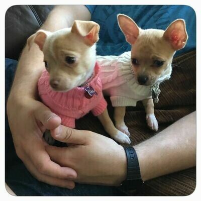 Puppy Collars