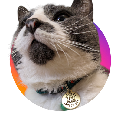 CAT Collars & Cat ID Tags
