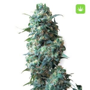 Afghan Kush