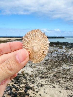 Lapas - Die Napfschnecke