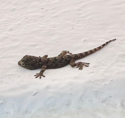 Der Kanarische Mauergecko