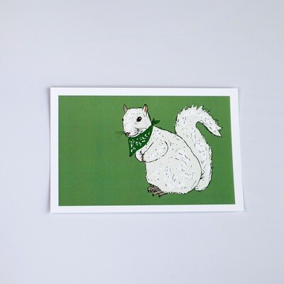 White Squirrel Postcard