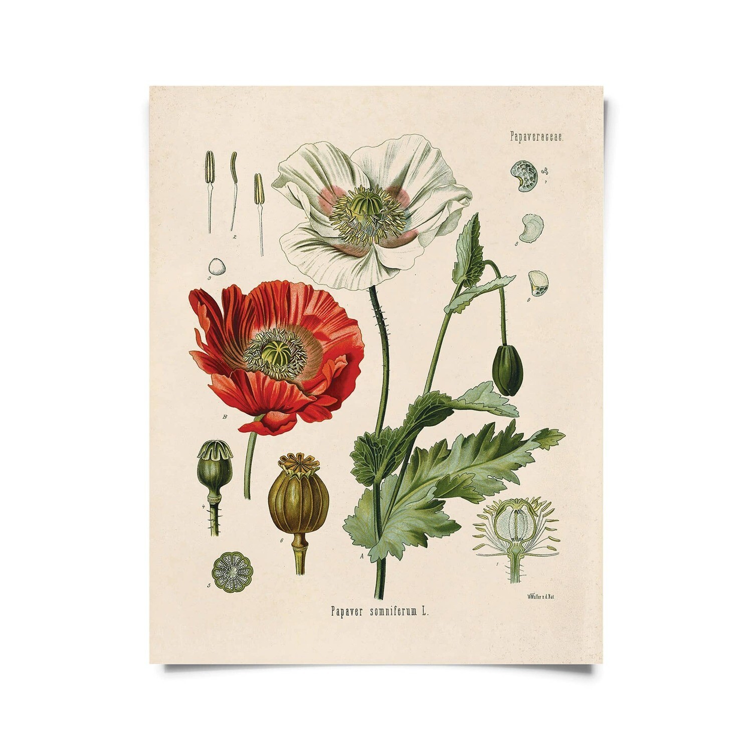 Poppy Print-8x10''