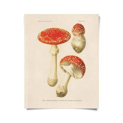 Mushroom Print - 8x10
