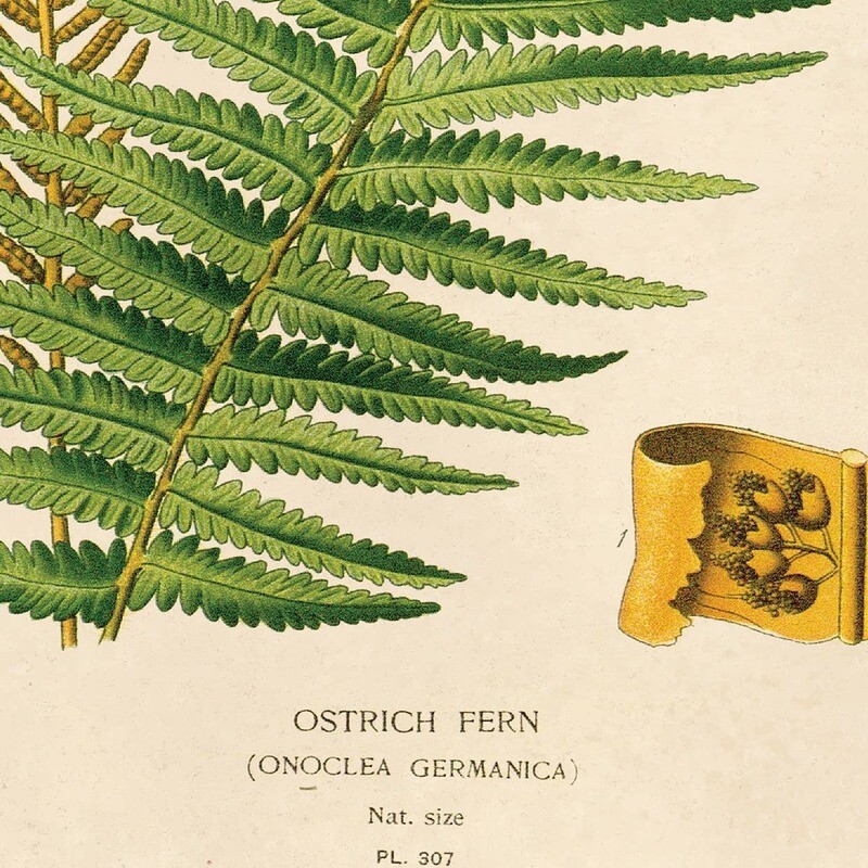 Ostrich Fern Print