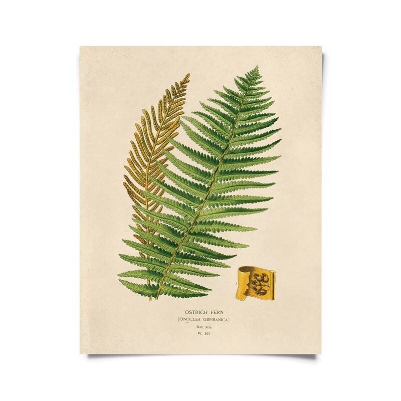 Ostrich Fern Print