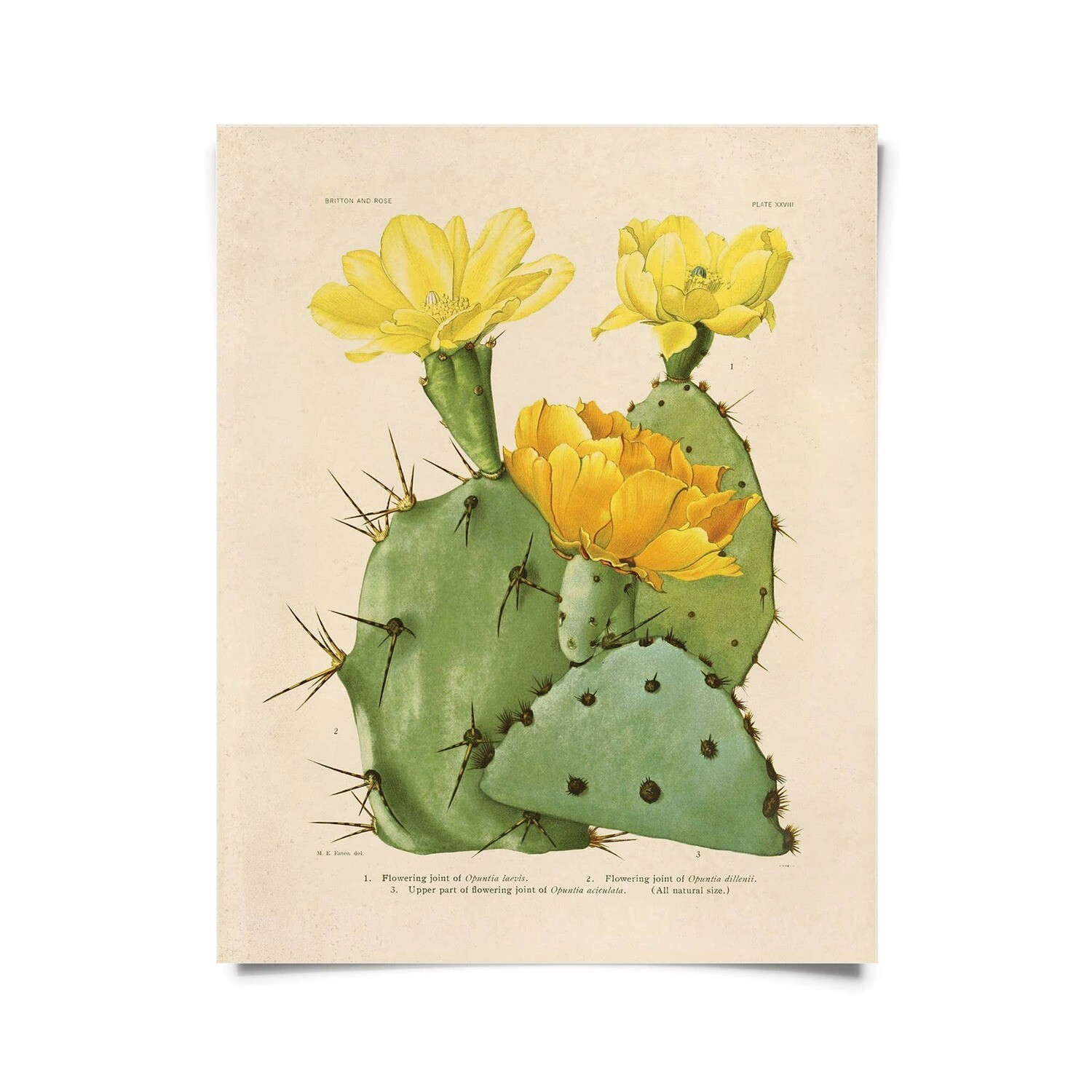 Cactus Blossom Print-Yellow