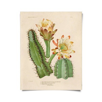 Cactus Blossom Print-Red-11x14"