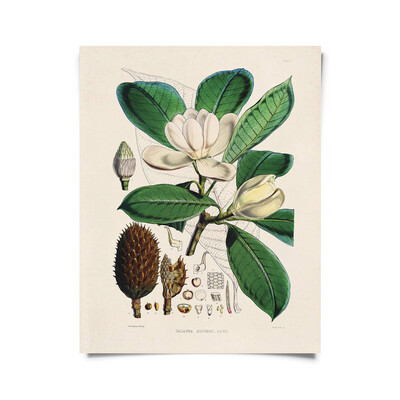 Magnolia Print-8x10"
