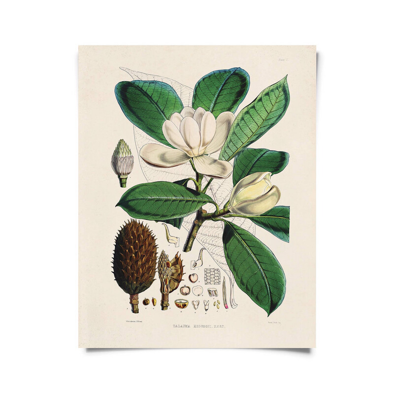 Magnolia Print-8x10&quot;