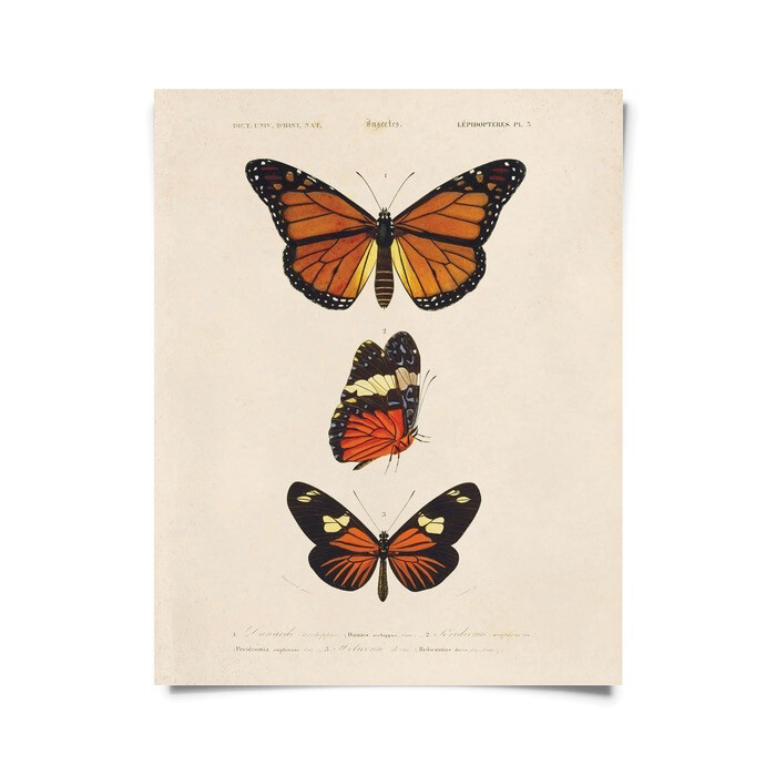 Butterfly Print - 8x10