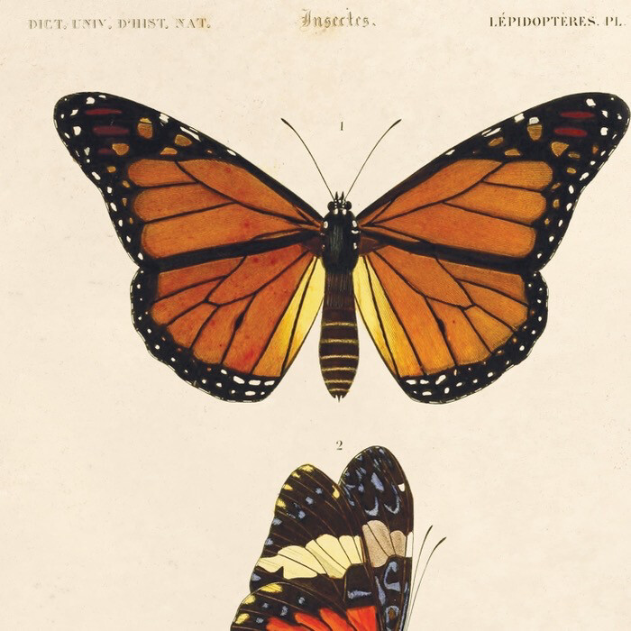 Butterfly Print - 8x10