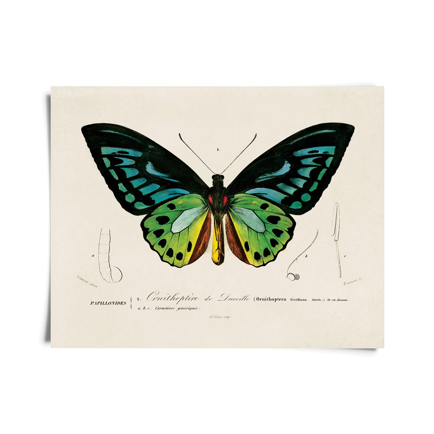 Vintage d&#39;Orbigny Green Butterfly Print w/ optional frame - 10x8 Print only