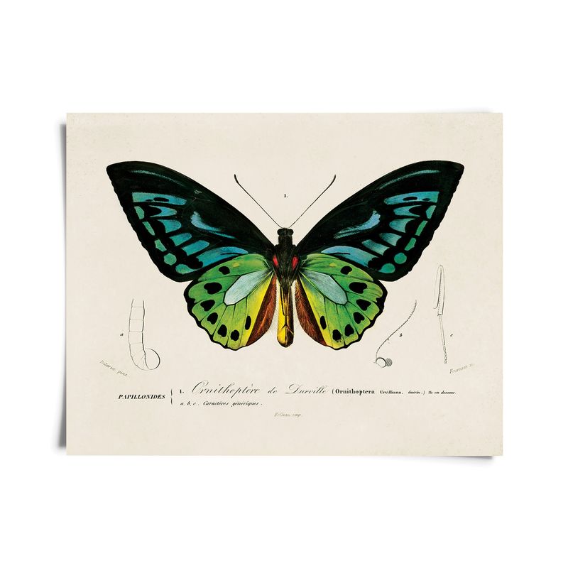Vintage d&#39;Orbigny Green Butterfly Print w/ optional frame - 10x8 Print only