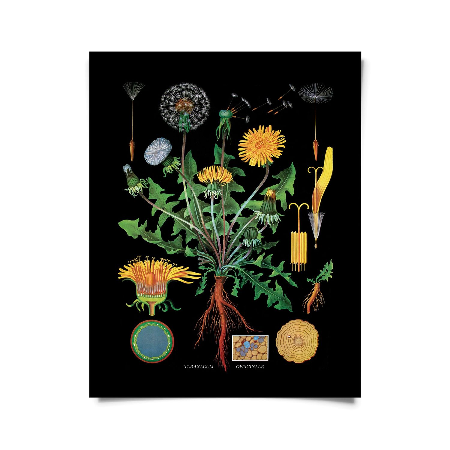 Vintage Botanical Black Dandelion Print - 11x14