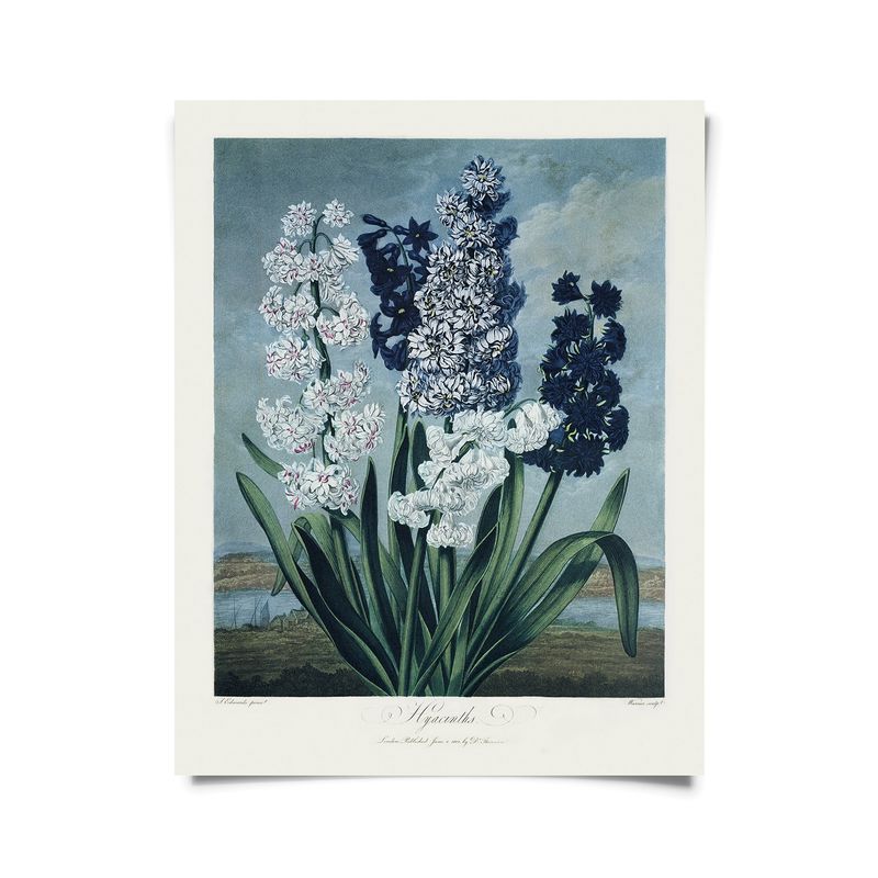 Vintage Botanical Hyacinths Flower Print - 8x10