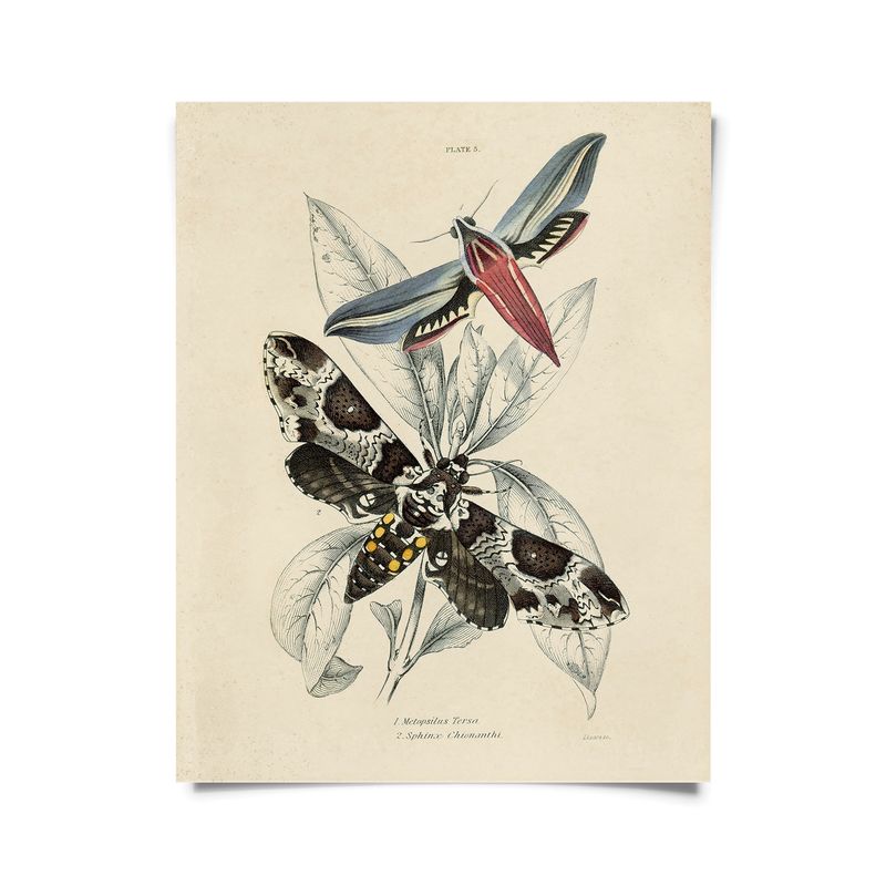Vintage Insect Sphinx Moth Print w/ optional frame - 8x10 Print Only