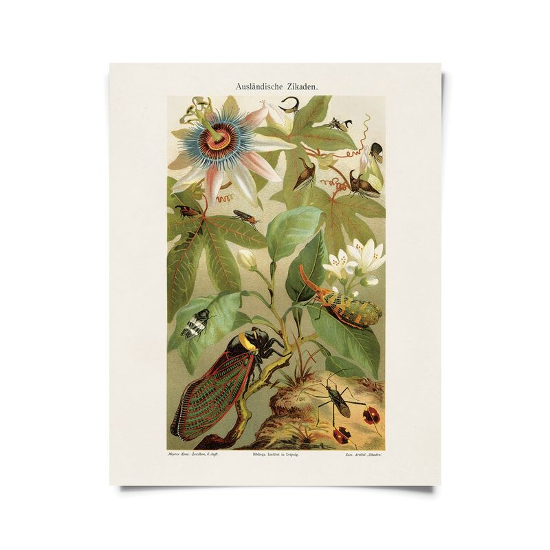 Vintage Cicadas and Passion Flower Print w/ optional frame - 11x14 Print Only