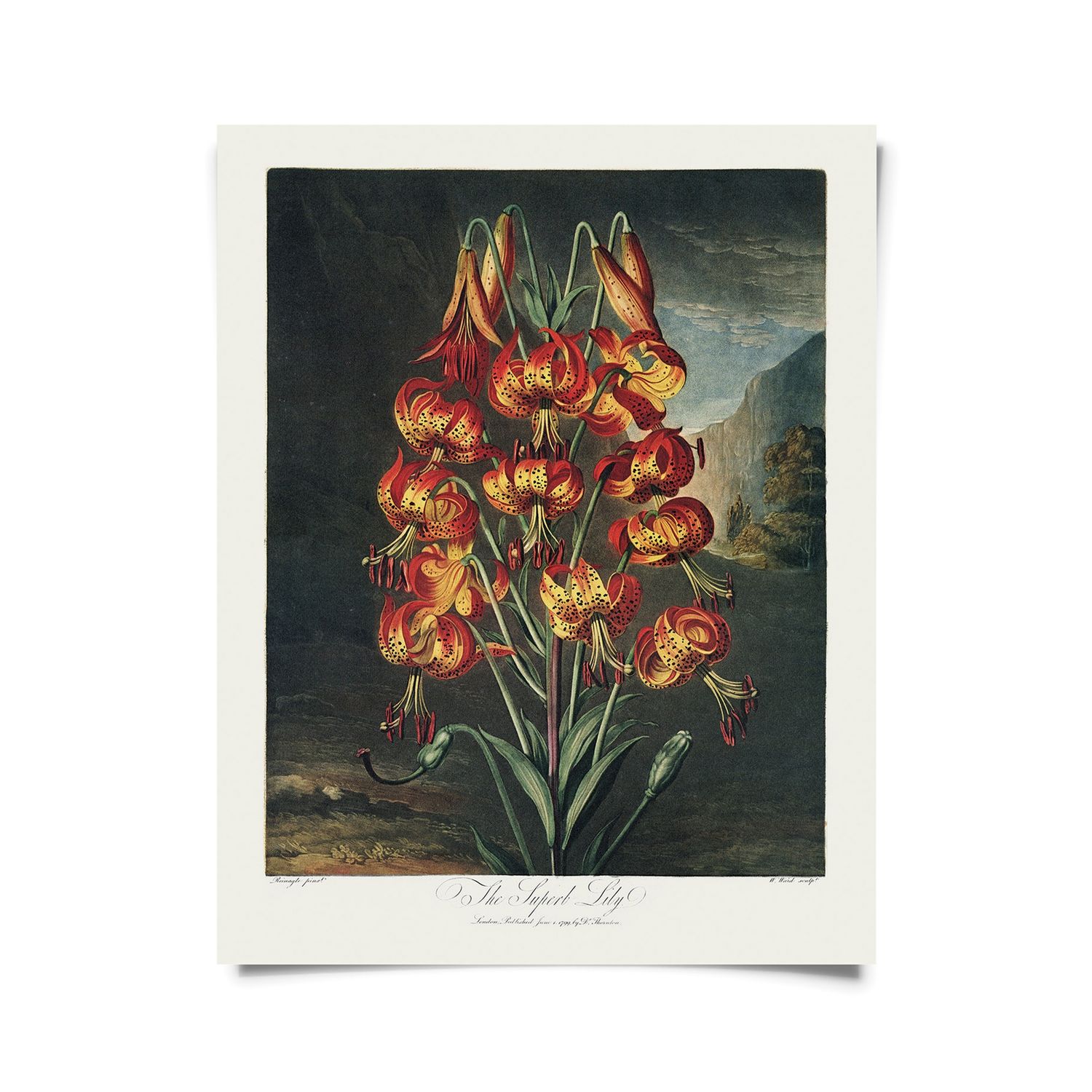 Vintage Botanical Superb Lily Flower Print w/ optional frame - 8x10 Print Only